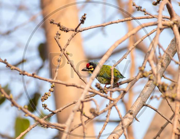 Coppersmith barbet Hiding In Branches