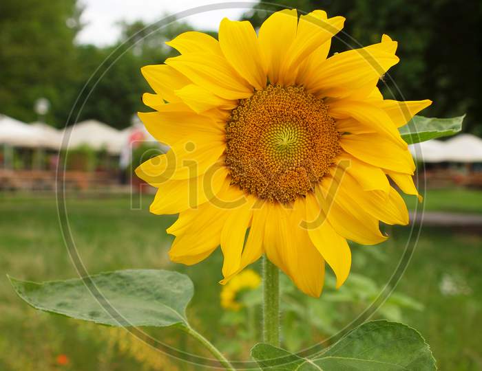 Sunflower Plant (Helianthus Annuus) Yellow Flower