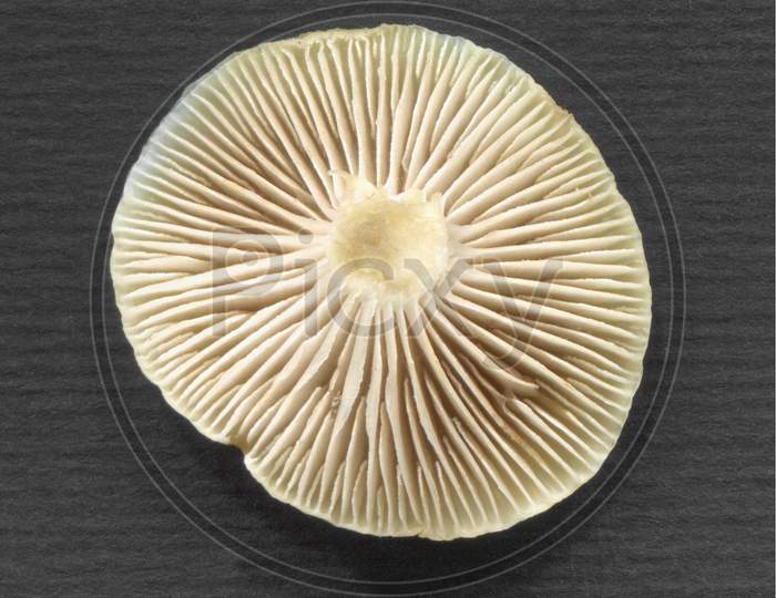 Mushroom Bottom View