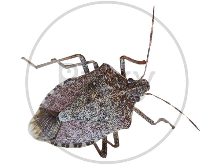 Brown Marmorated Stink Bug Insect Animal Transparent Png