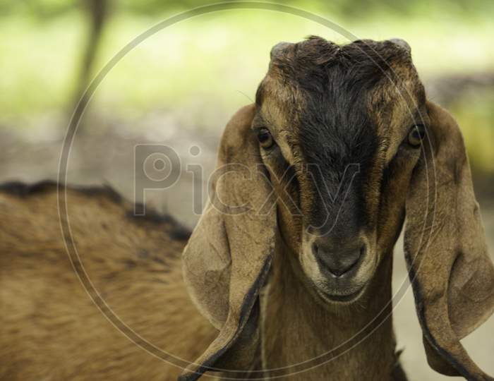 Image Of Big Ear Goat Goat Looks Curious Beautiful Outdoor Wildlife 1655
