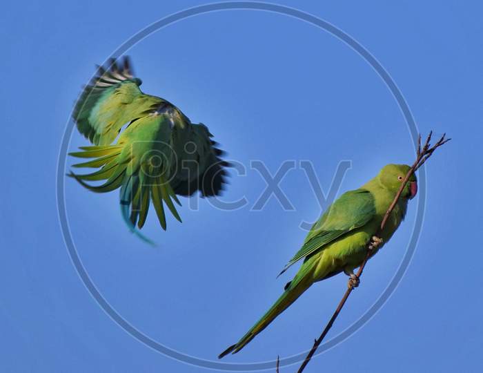 Moody Parrots