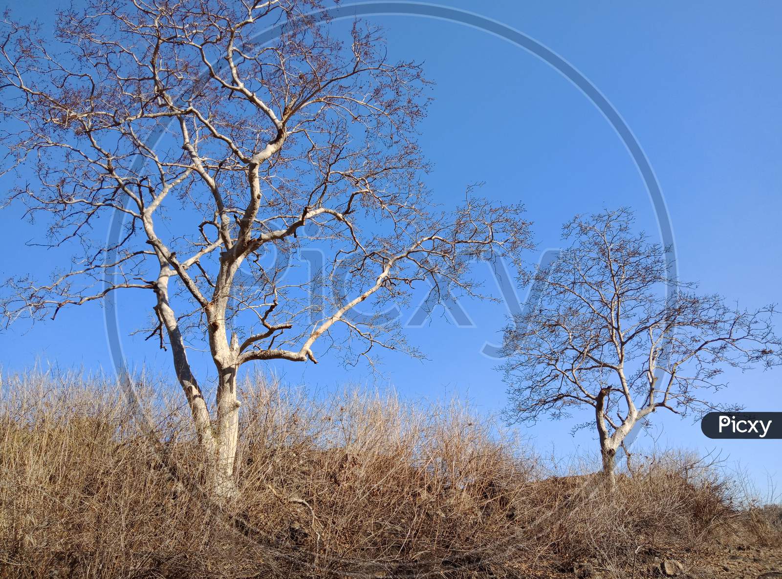 Dry tree on the mountain.