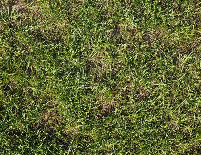 Green Grass Texture Background