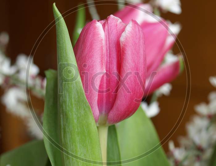 Tulip Plant (Tulipa Gesneriana) Pink Flower