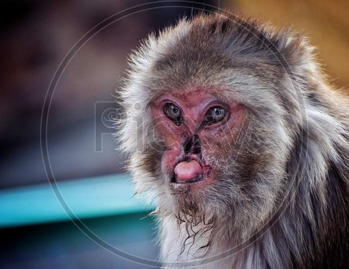 Distorted faced monkey