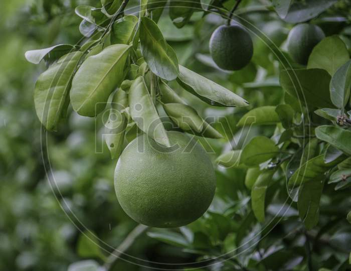 Pomelo, Ripening Fruits Of The Pomelo, Natural Citrus Fruit, Green Pomelo Hanging On Branch Of The Tree On Background Of Green Leaves, Close-Up