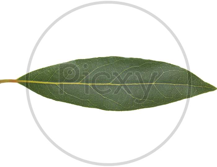 Laurel Bay Tree Leaf Isolated