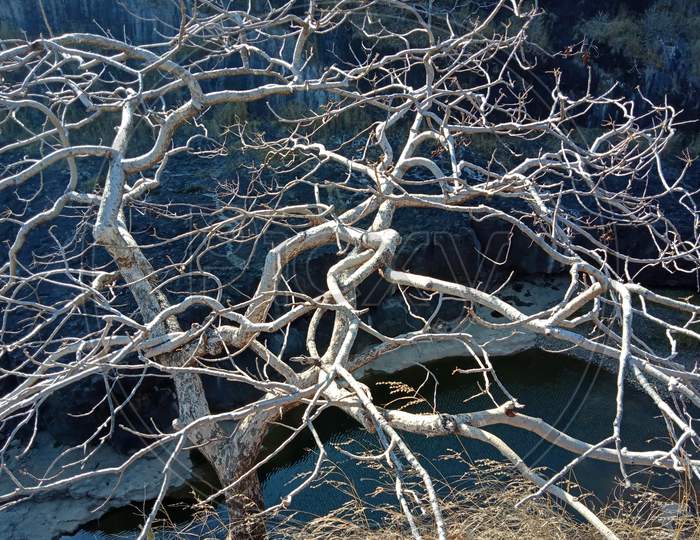 Dry tree on the mountain.