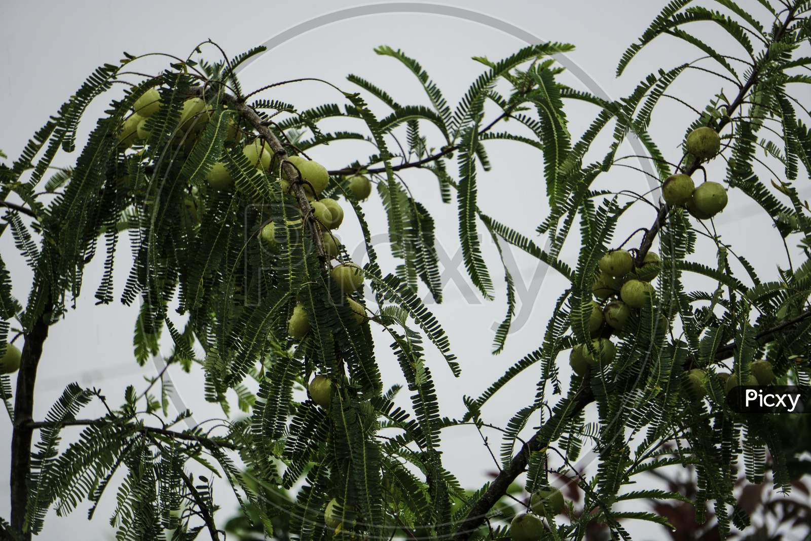 Phyllanthus Emblica Amla Amloki Healthy Berry Fruit Herbal Tree