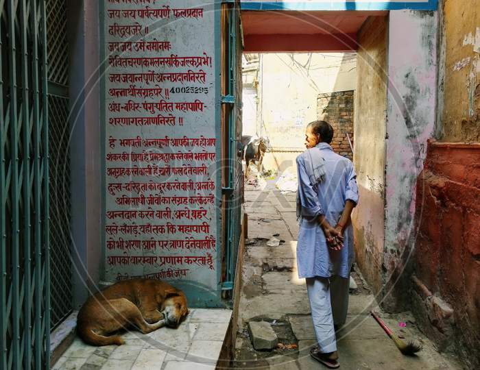 Varanasi, India - November 01, 2016: Rear Side Of A Man In Traditional Hindu Wear Walking On A Narrow Lane Of City With A Dog Sleeping In Front And Cow At The Back. Uttar Pradesh.