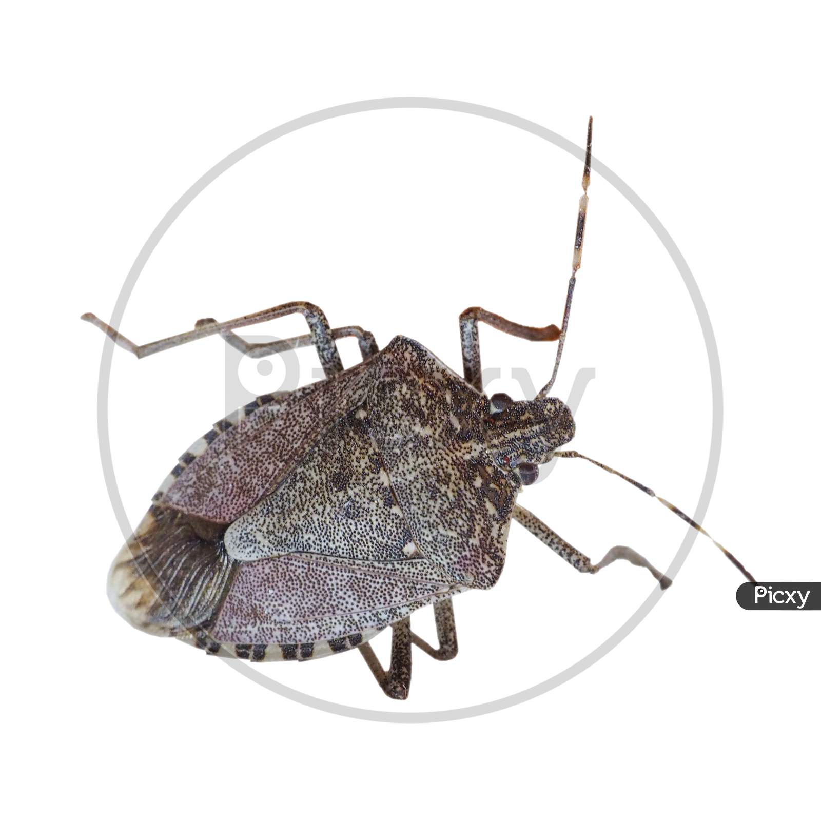Brown Marmorated Stink Bug Insect Animal Transparent Png
