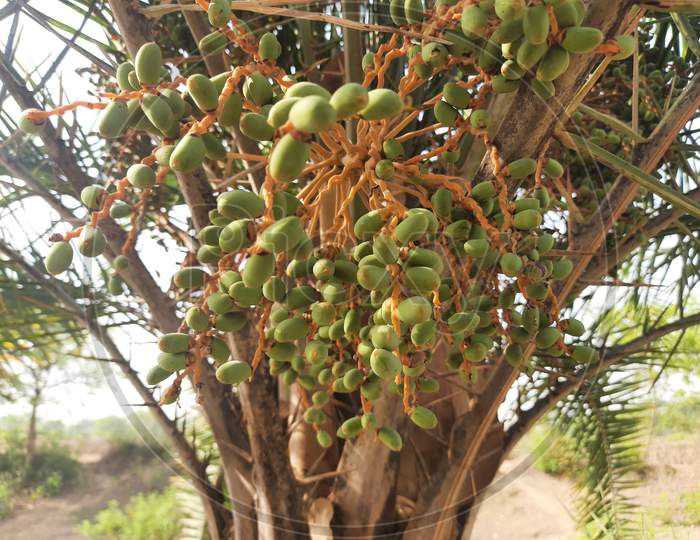 Raw fruit of date palm tree.