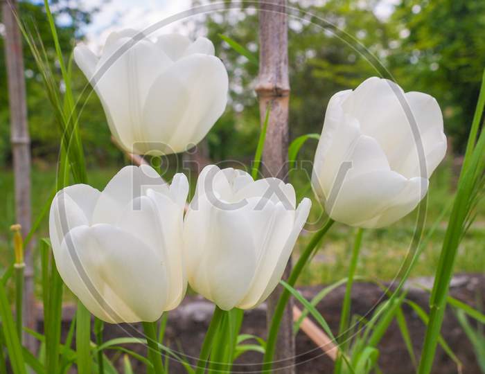White Tulip Flower