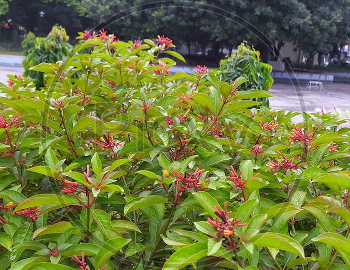 Hamelia patens  flowers or  firebush or hummingbird bush or scarlet bush.