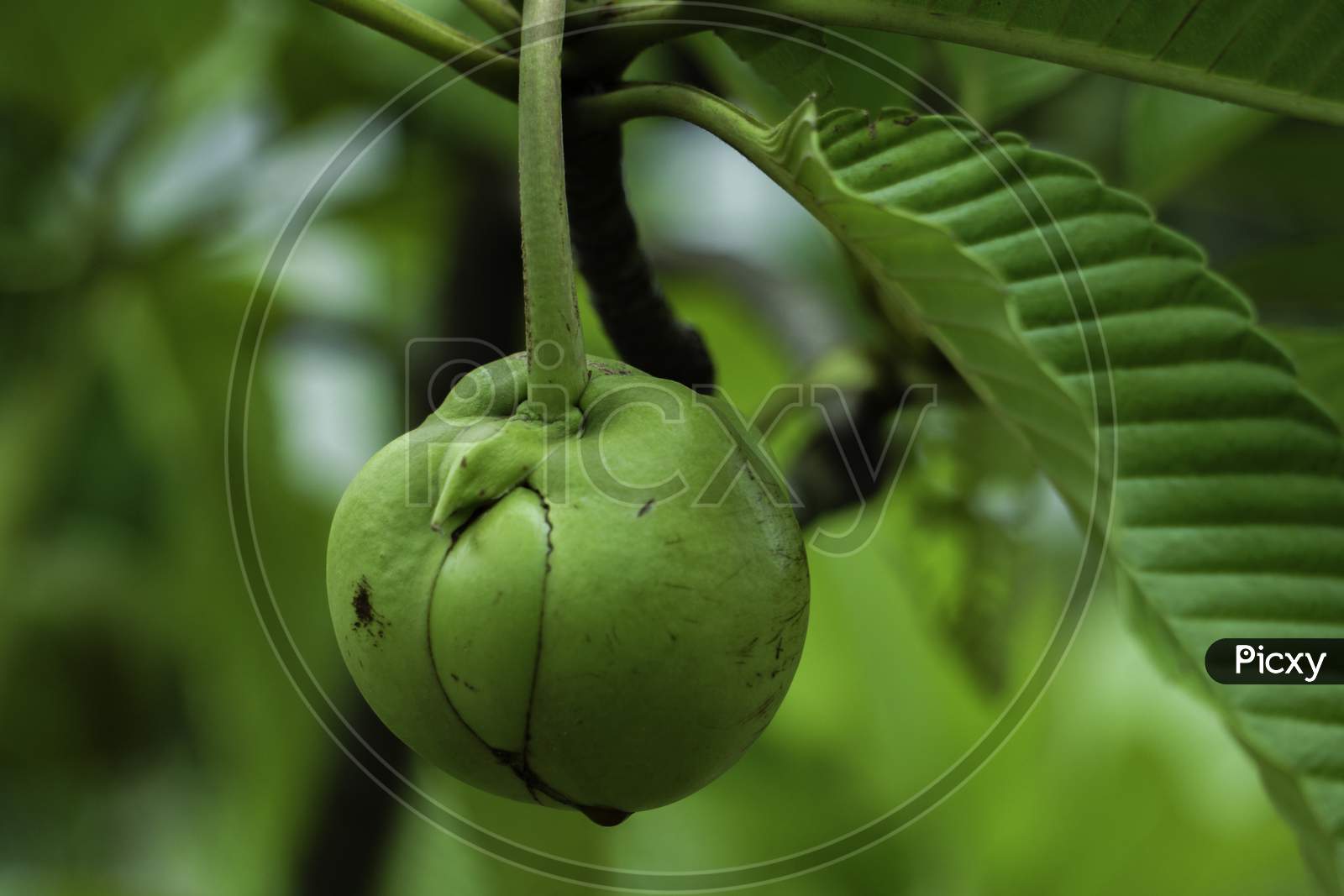Chulta Tree Dillenia Indica, Elephant Apple On Tree Or Chalta Of South East Asia Dillenia Indica