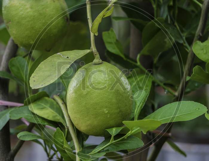 Green Lemons Hanging On Tree