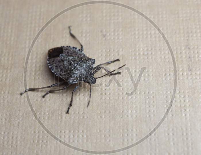 Brown Marmorated Stink Bug Insect Animal