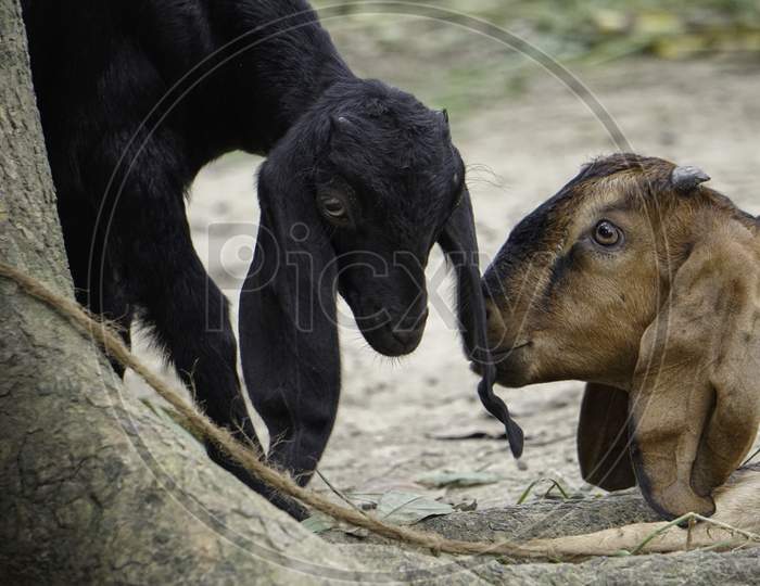 A Black Goat And A Red Goat Kiss On A Farm In The Village. A Mother Goat Love Her Child Goat