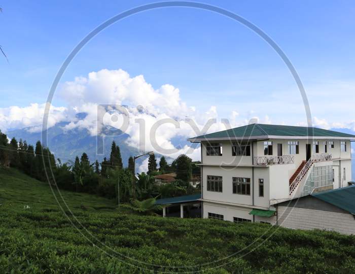 Sikkim Tea Garden