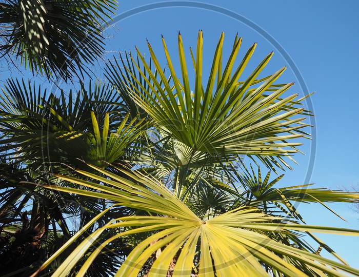 Palm Tree Leaves Background