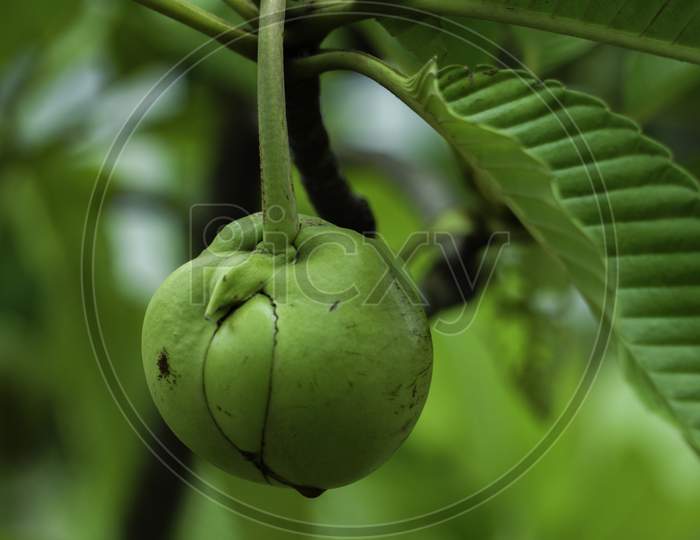 Chulta Tree Dillenia Indica, Elephant Apple On Tree Or Chalta Of South East Asia Dillenia Indica
