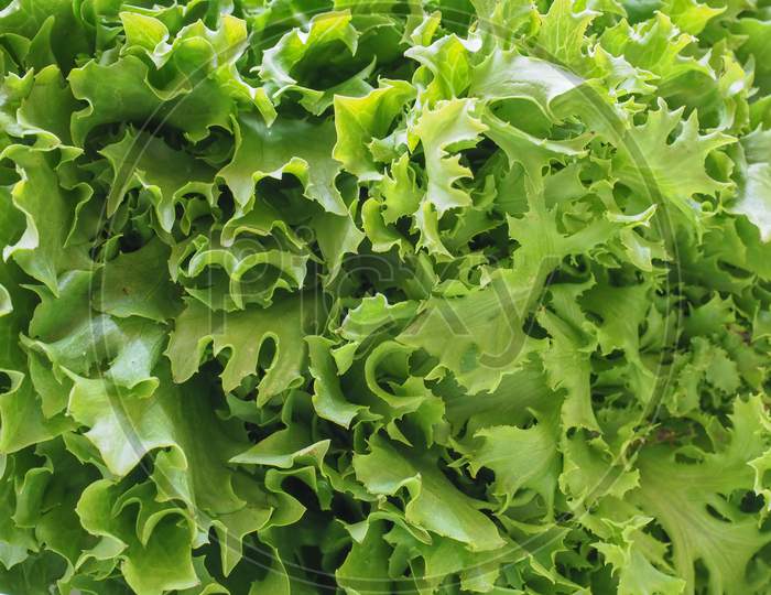 Curly Endive (Aka Frisee) Salad Leaves Background