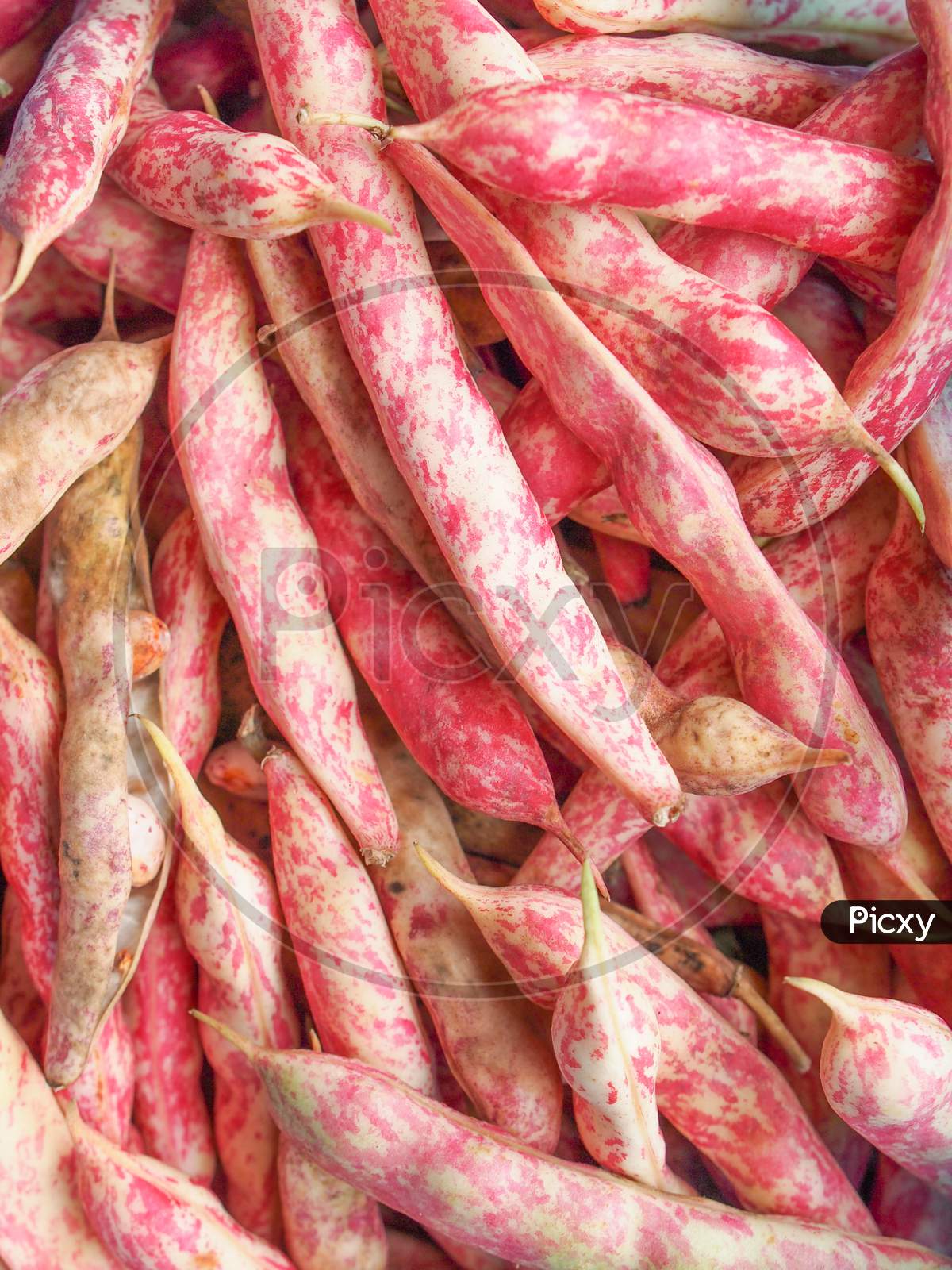 Cranberry Beans Background