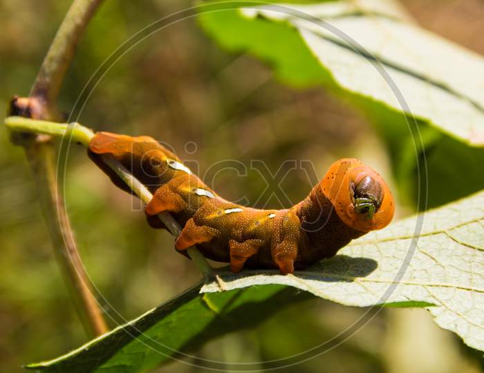 Moth Caterpillar Eumorpha Pandorus Eating On Leaf