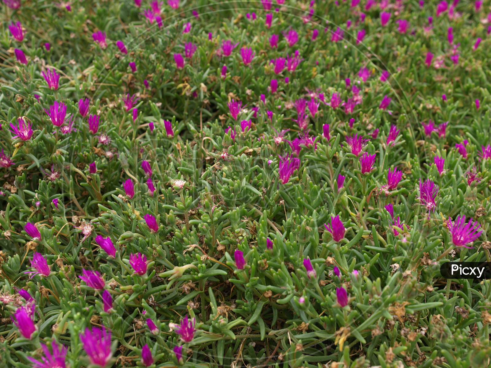 Purple Flowers Texture