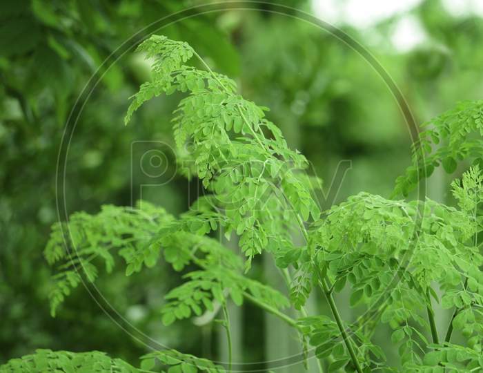 Moringa, Leaves (Moringa Oleifera Lamk.)