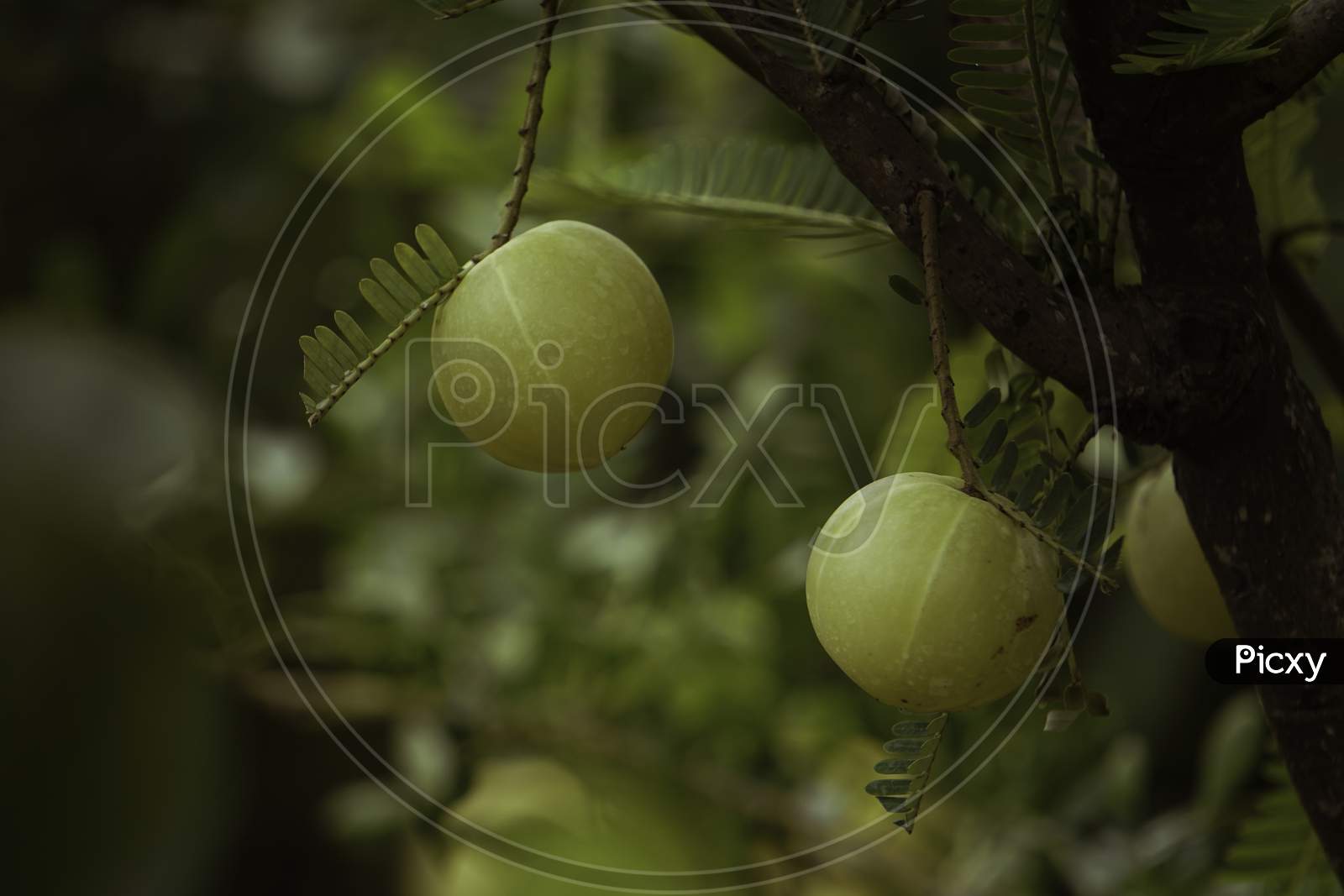 Phyllanthus Emblica, Also Known As Emblic, Emblic Myrobalan, Myrobalan, Indian Gooseberry, Malacca Tree, Or Amla From Sanskrit Amalaki Is A Deciduous Tree Of The Family Phyllanthaceae.