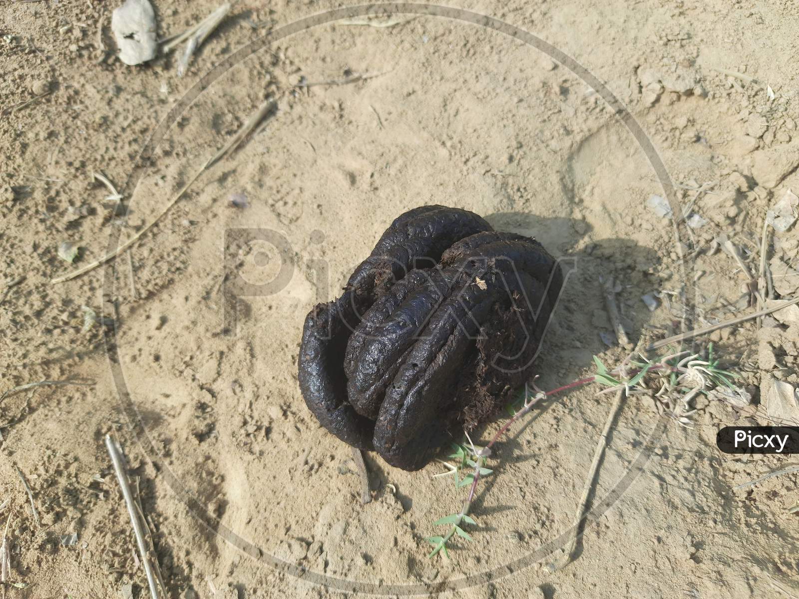 Fresh Cow Dung in field.