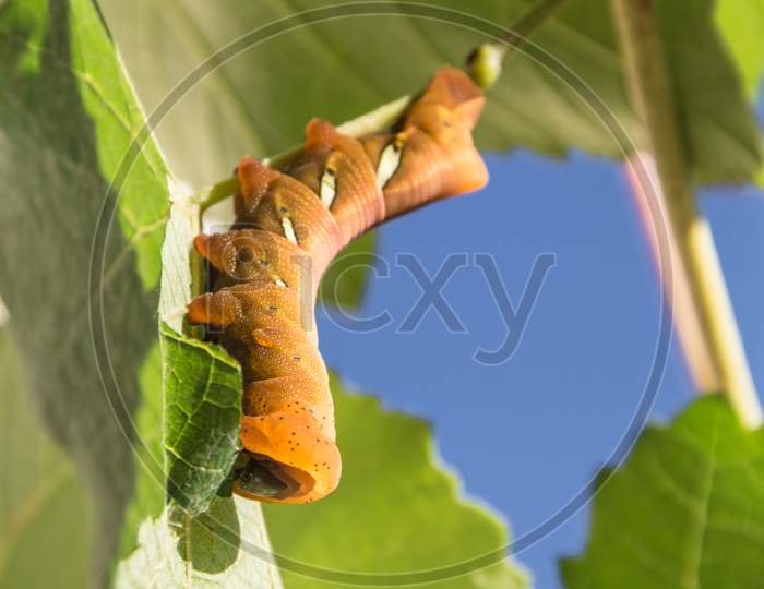 Moth Caterpillar Eumorpha Pandorus Eating On Leaf