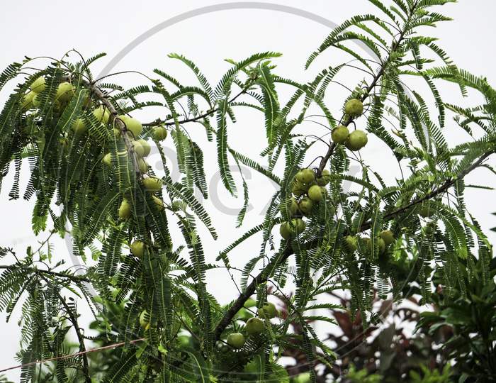 Phyllanthus Emblica Amla Amloki Healthy Berry Fruit Herbal