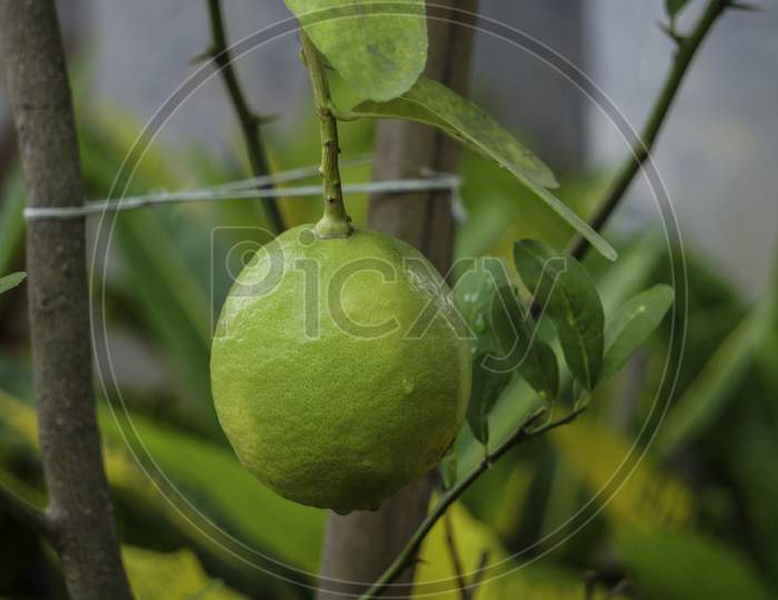 Green Lemons Hanging On Tree