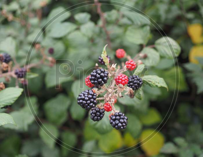 Blackberry Fruit Plant