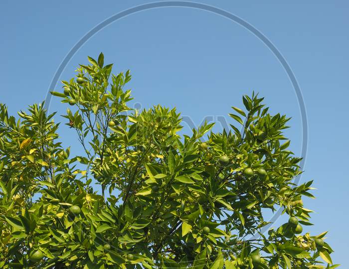 Lime (Citrus X Latifolia) Tree