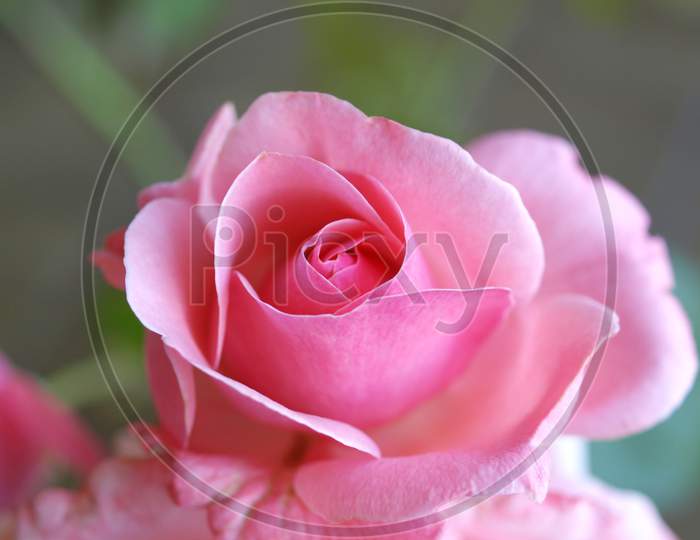 Rose Plant (Rosa) Pink Flower