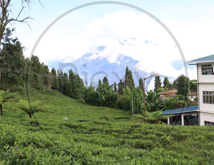 Sikkim Tea Garden