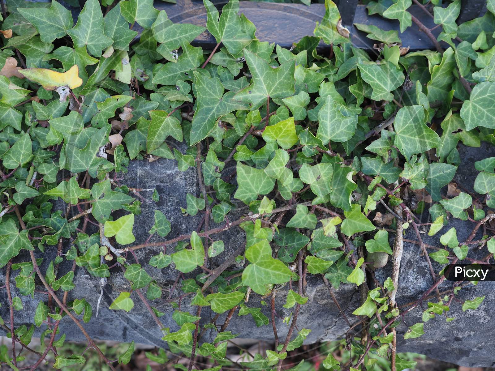 Ivy Plant On Stone