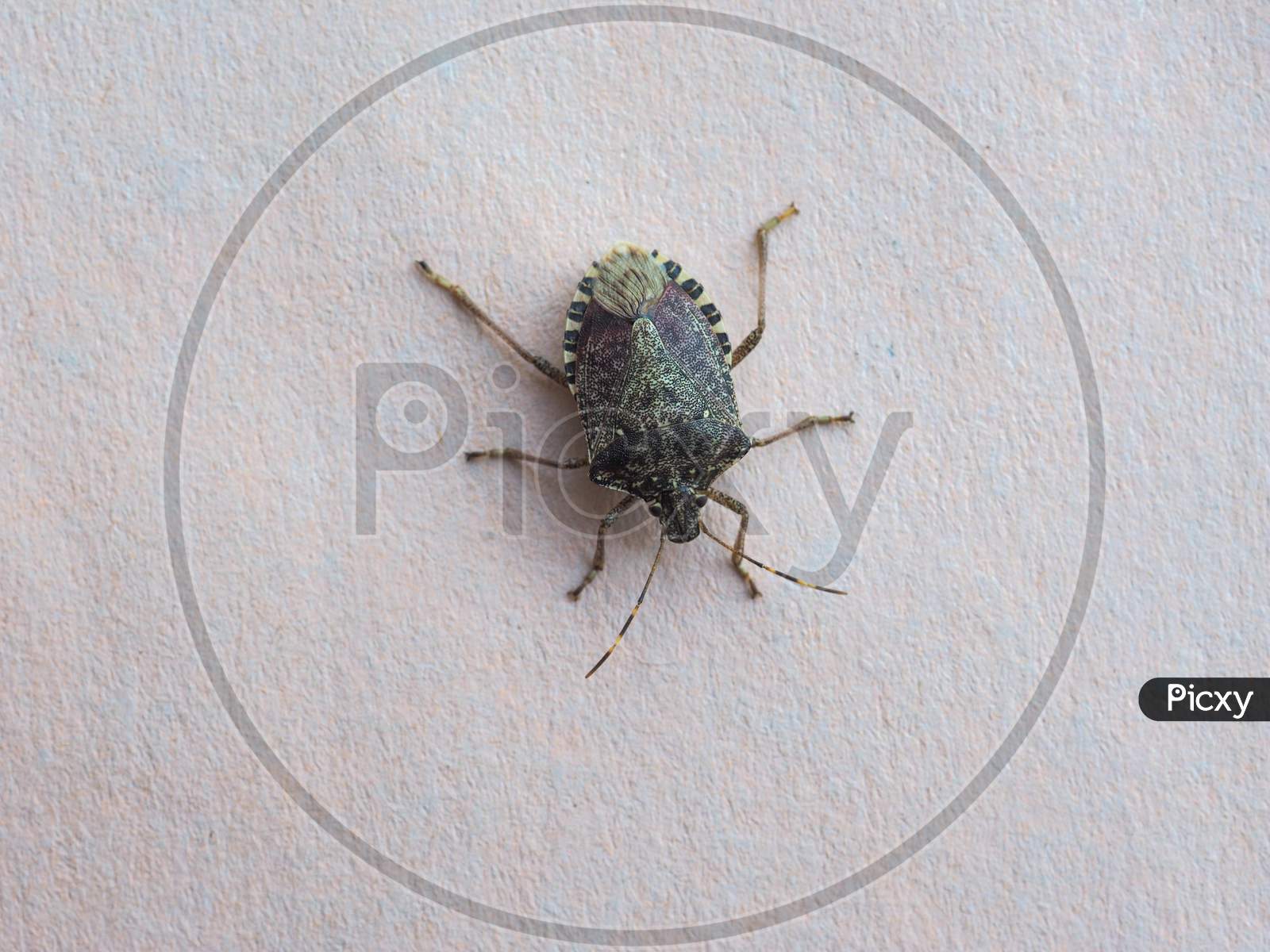 Green Shield Bug Animal Of Class Insecta (Insects)
