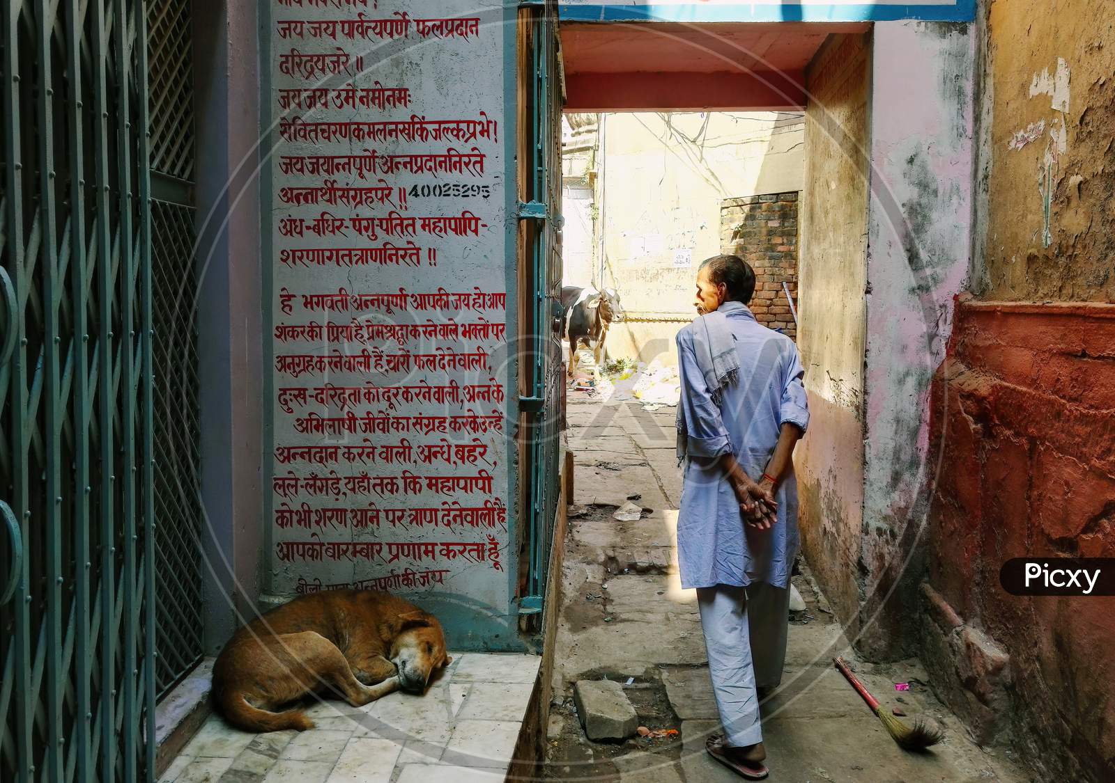 Varanasi, India - November 01, 2016: Rear Side Of A Man In Traditional Hindu Wear Walking On A Narrow Lane Of City With A Dog Sleeping In Front And Cow At The Back. Uttar Pradesh.