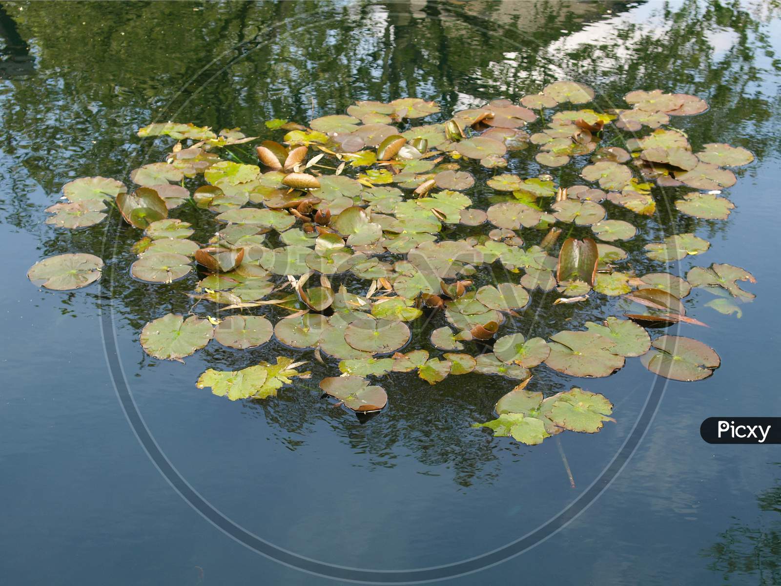 Waterlily In A Pond