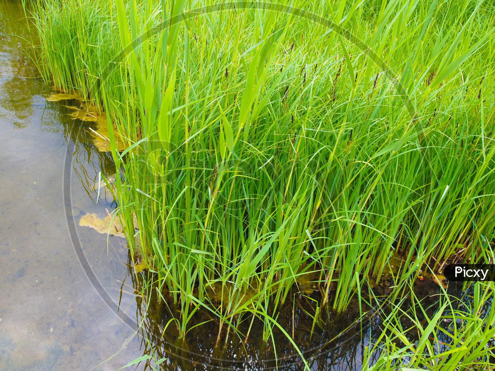 Grass By A Pond