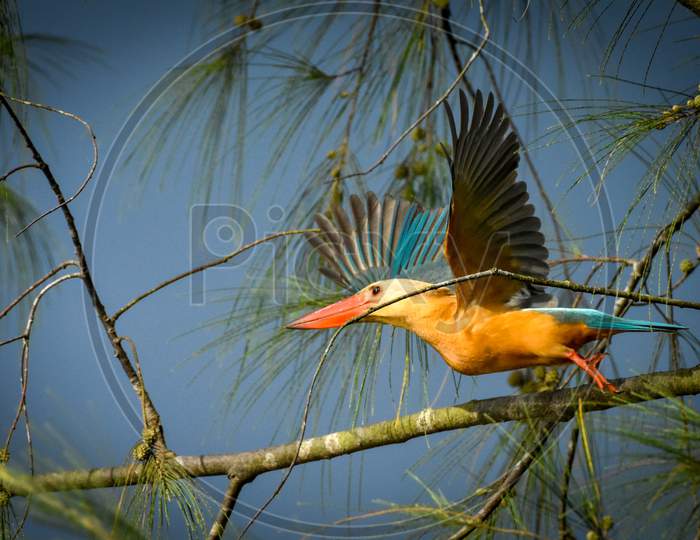 Beautiful Kingfisher - Andaman Stork-billed