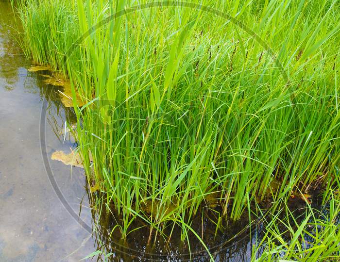 Grass By A Pond