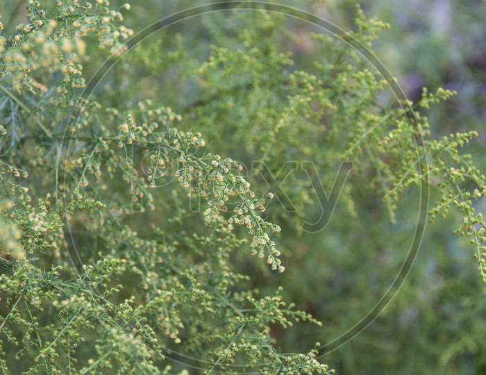 Detail Of The Branch Of Artemisia Annua In Bloom. Medicinal Plant