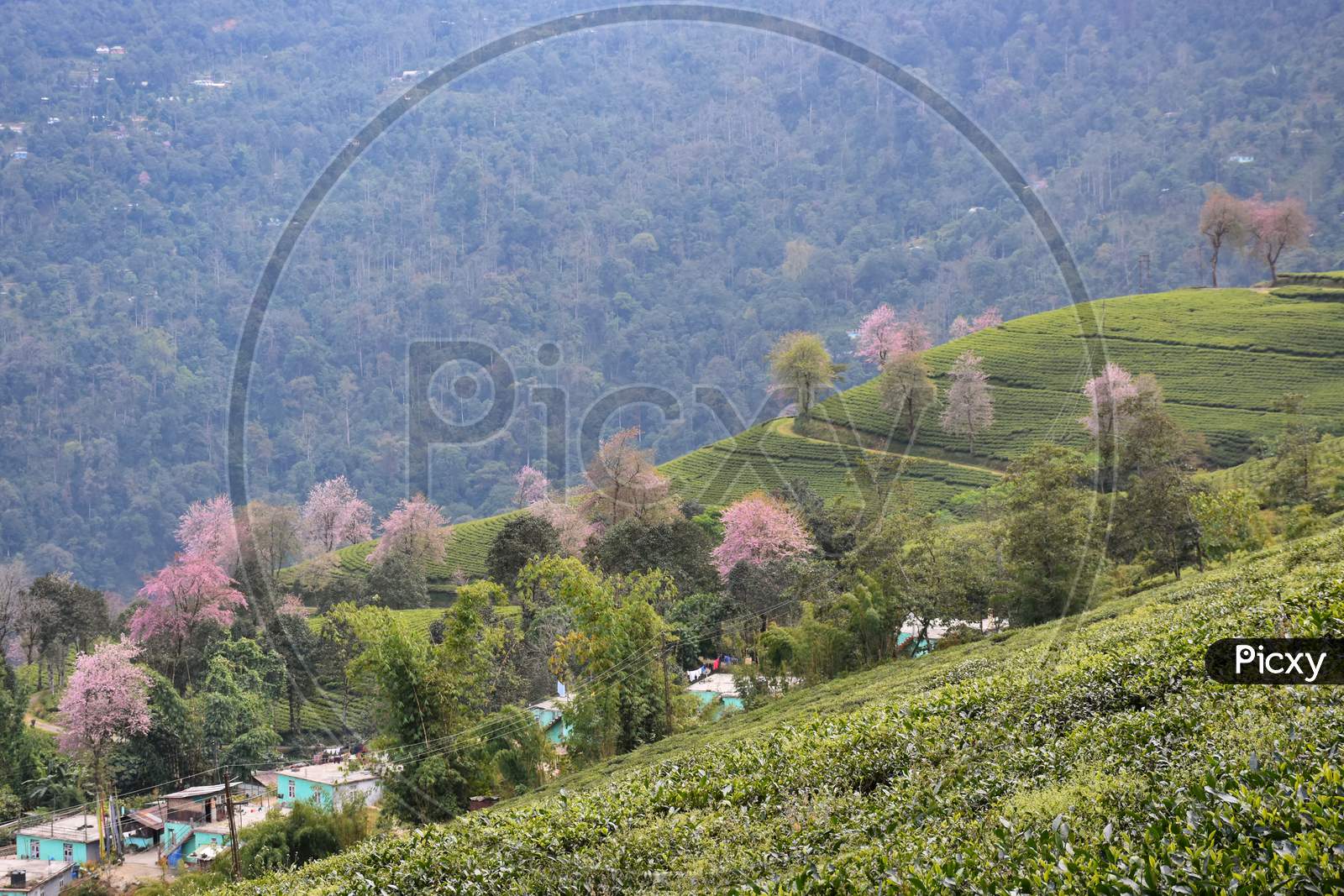 Temi Tea Estate Nestled In Ravangla, Sikkim