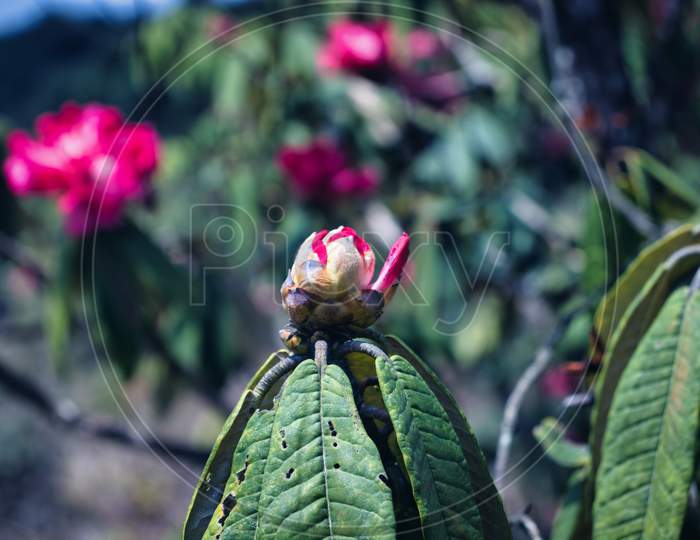 Rhododendron Trek Flower
